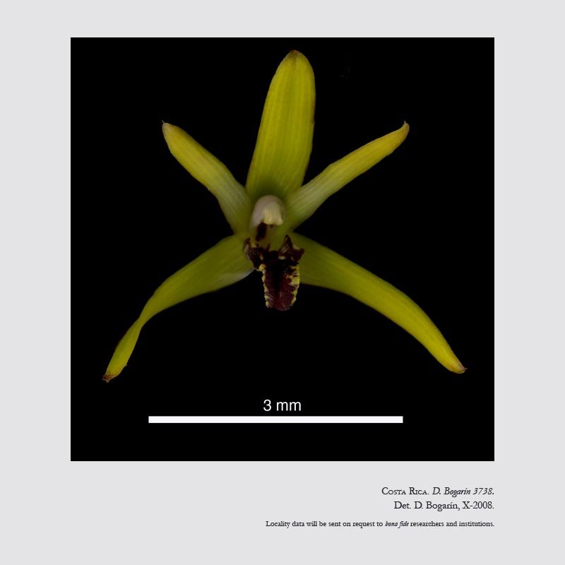 Maxillaria longiloba